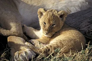 Africa, Kenya