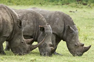 Africa, Kenya