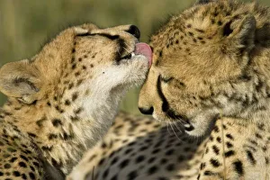 Africa, Kenya