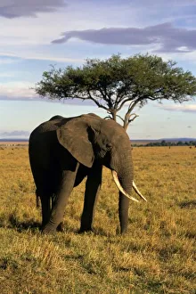 Africa, Kenya