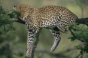 Africa, Kenya