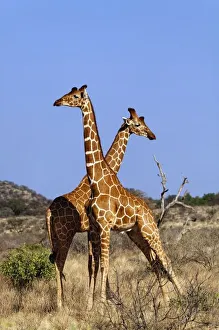 Images Dated 24th August 2008: Africa, Kenya