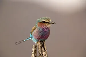Africa, Kenya