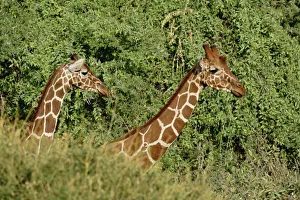 Images Dated 24th August 2008: Africa, Kenya