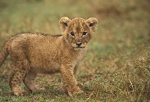 Images Dated 26th January 2011: Africa, Kenya