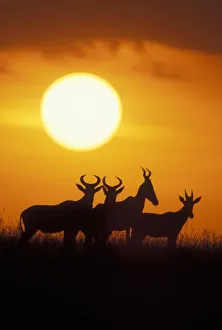 Africa, Kenya