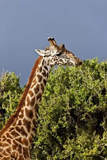 Africa, Kenya