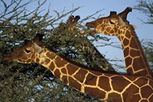 Africa, Kenya