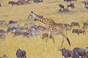 Images Dated 18th September 2006: Africa, Kenya