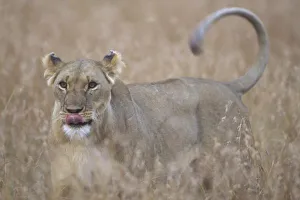 Africa, Kenya