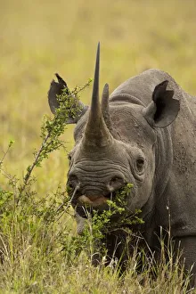 Africa, Kenya