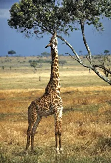 Africa, Kenya