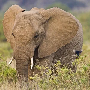 Images Dated 19th July 2008: Africa, Kenya