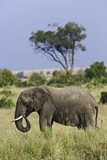 Images Dated 19th July 2005: Africa, Kenya