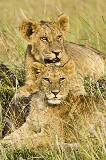 Images Dated 18th July 2005: Africa, Kenya