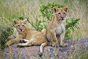 Images Dated 19th July 2005: Africa, Kenya