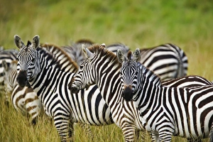 Images Dated 19th July 2005: Africa, Kenya