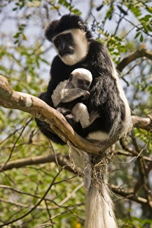 Images Dated 16th July 2008: Africa, Kenya