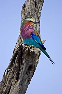 Africa, Kenya