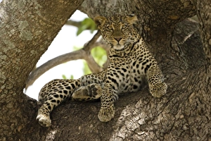 Images Dated 22nd November 2006: Africa, Kenya