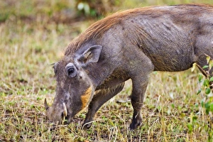 Africa, Kenya