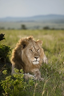 Images Dated 2nd December 2008: Africa, Kenya