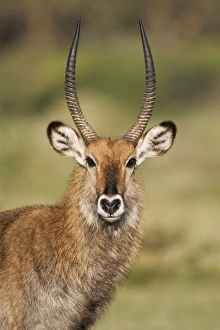 Africa, Kenya