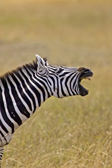 Africa, Kenya