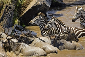 Images Dated 17th September 2006: Africa, Kenya