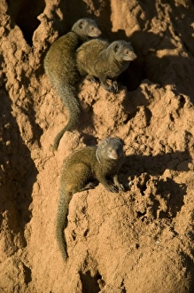 Africa, Kenya
