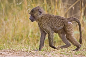 Africa, Kenya