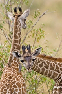 Images Dated 18th September 2006: Africa, Kenya