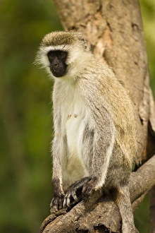Images Dated 15th October 2010: Africa, Kenya