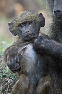 Africa, Kenya