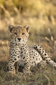 Images Dated 6th December 2008: Africa, Kenya