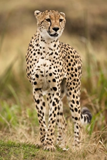 Africa, Kenya