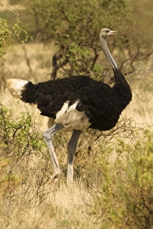 Images Dated 4th November 2010: Africa, Kenya