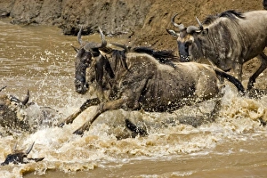 Images Dated 17th September 2006: Africa, Kenya