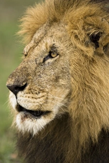 Images Dated 25th November 2006: Africa, Kenya