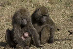 Images Dated 12th August 2005: Africa, Kenya