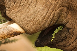 Images Dated 22nd October 2009: Africa, Kenya
