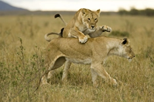 Africa, Kenya