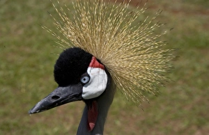 Africa, Kenya