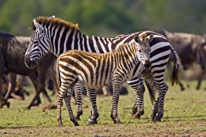 Images Dated 17th September 2006: Africa, Kenya
