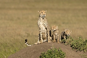 Images Dated 6th December 2008: Africa, Kenya