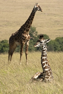 Images Dated 9th December 2008: Africa, Kenya