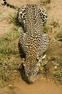 Images Dated 7th November 2005: Africa, Kenya