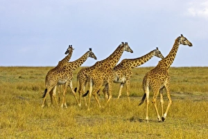 Africa, Kenya