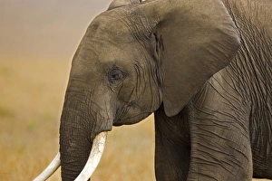 Images Dated 18th September 2006: Africa, Kenya