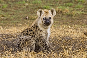 Images Dated 19th September 2006: Africa, Kenya